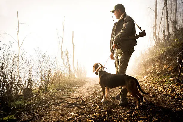hunting dog